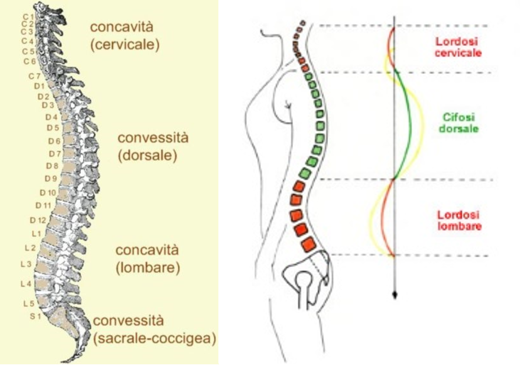 artralgia sacroiliaca e bicicletta